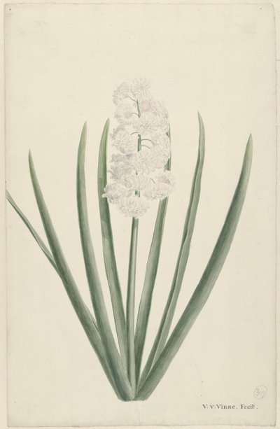 beyaz sümbül by Vincent Jansz. van der Vinne