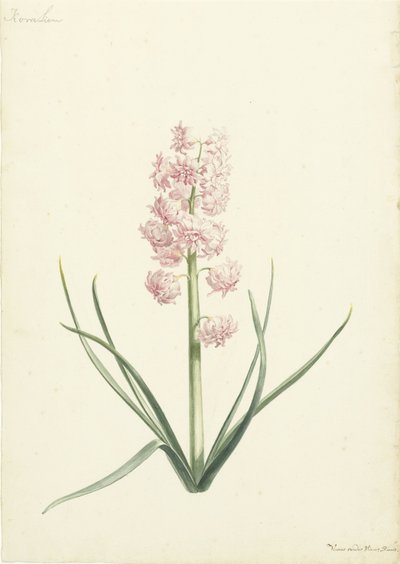 Sümbül Coralien by Vincent Laurensz. van der Vinne (II)