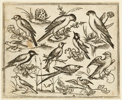 Çiçekli yapraklar ve küçük dallar üzerinde oturan on bir kuş..., 1557. by Virgil Solis
