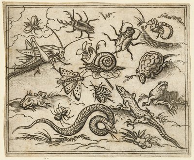 Bir iguana, bir kertenkele de dahil olmak üzere kayalarla dolu düz bir zeminde böcek ve sürüngen grubu..., 1557. by Virgil Solis