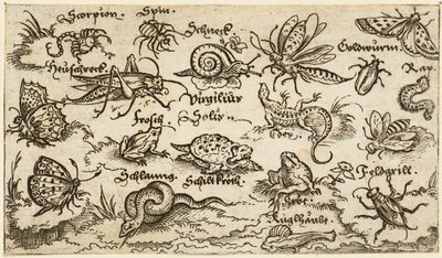 Ön planda su ile minimal zeminde böcekler, sürüngenler, salyangozlar ve balıklar..., 1572. by Virgil Solis