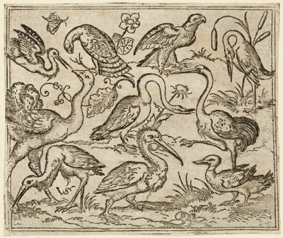 Sol tarafta devekuşu, balıkçıl ve pelikan da dahil olmak üzere dokuz kuşla birlikte..., 1557. by Virgil Solis