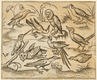İki baykuş ve bir kuş da dahil olmak üzere, dallar ve çimen parçaları üzerinde oturan on kuş..., 1557. by Virgil Solis