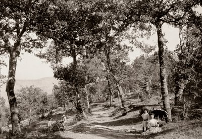 Walk through the forest (b/w photo) by Vittorio Alinari