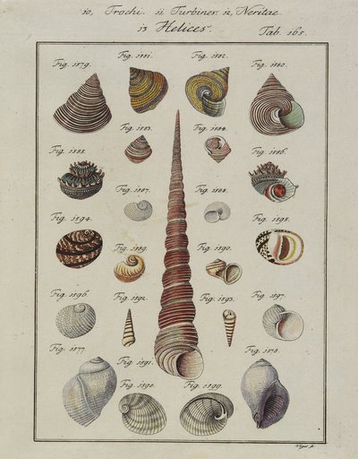 Deniz Kabukları: Neues Systematisches Conchylien-Cabinet, 1784