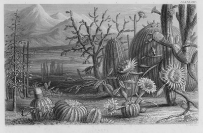 Kaktüsler (renkli gravür) by W. Fitch