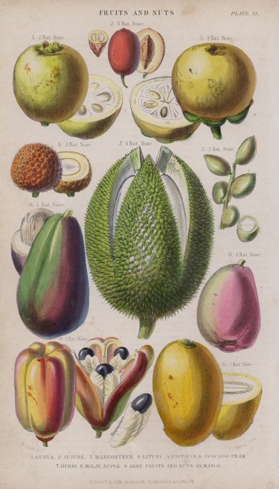 Guava; Hünnap; mangosten; liçi; Antep fıstığı; Avokado Armut; durio; Malay Elma; Akee Meyveler ve Kuruyemişler; Mango (renkli gravür) by W. Fitch