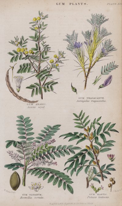 Arap sakızı; Sakız Kitre; sakız Olibanum; Sakız (renkli gravür) by W. Fitch