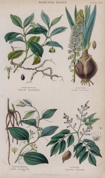 Ipecacuanha; Adasoğanı; Saparna; Copaiba (renkli gravür) by W. Fitch