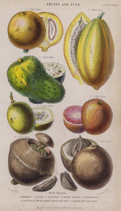 anne; Papaw; Ekşi Çorba; zenci şeftali; Granadilla; Zabucajo (kapak kaldırılmış) Meyve ve Fındık; Brezilya Fındığı ve Meyvesi (renkli gravür) by W. Fitch