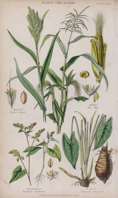 Darı; Mısır; karabuğday; Taro (renkli gravür) by W. Fitch