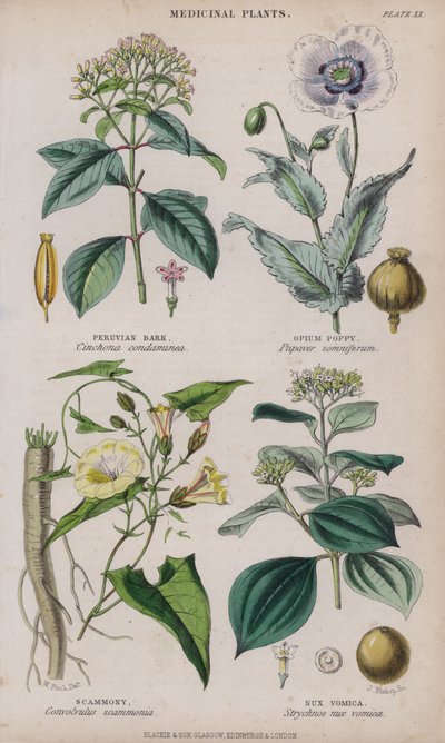 Peru Kabuğu; Haşhaş; dolandırıcılık; Nux Vomica (renkli gravür) by W. Fitch
