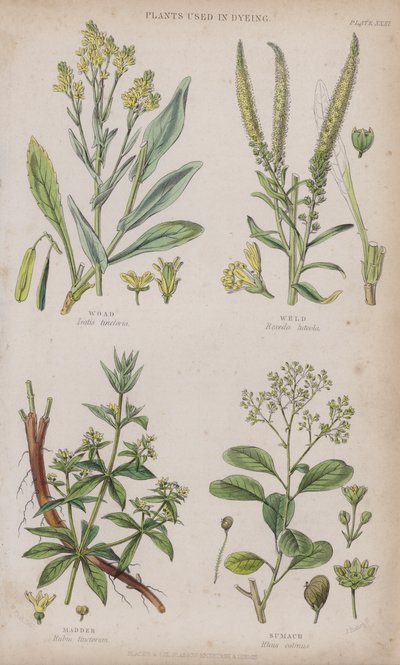 ağaç; Kaynak; madde; Sumak (renkli gravür) by W. Fitch