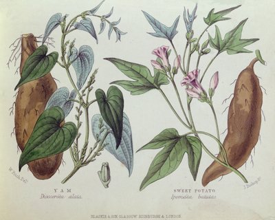 Yam ve Tatlı Patates (renkli gravür) by W. Fitch