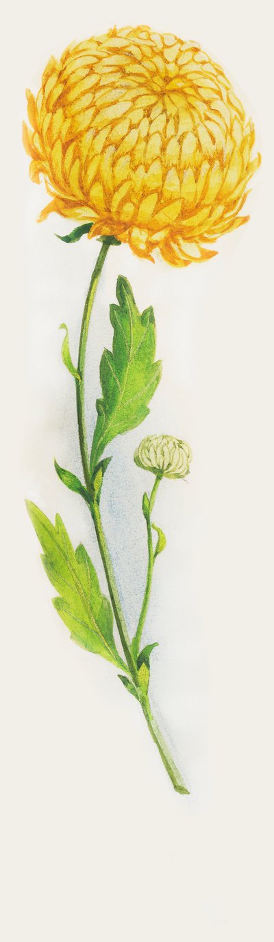 Kasımpatı çiçeği, çizim by John Ward Dunsmore