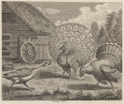 Tavus Kuşu, Hindi ve Kaz by W. Grainger