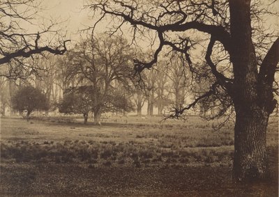 Windsor Parkı, Geyik Besleme, 1850