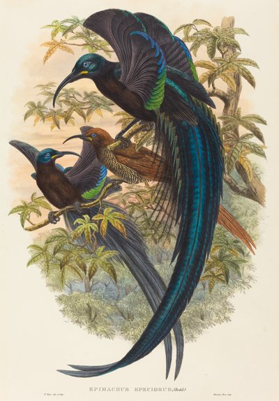 Epimachus speciosus (Orak gagalı cennet kuşu) by W. Hart