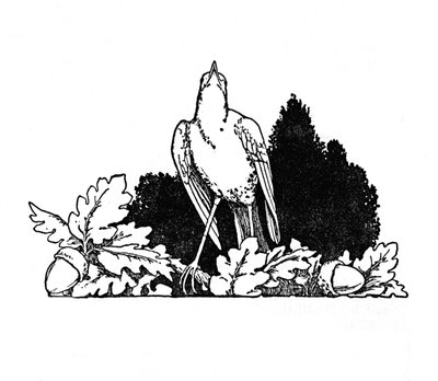 Bülbülün Yaşadığı Dallar Arasında, c1930 by William Heath Robinson
