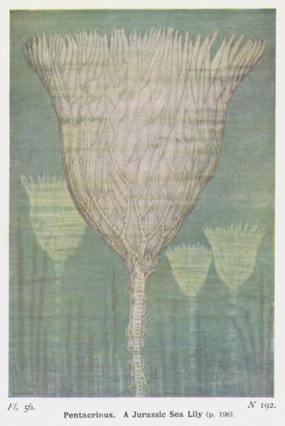 Pentacrinus, Jurassic Sea Lily (renkli lito) by W. J. Stokoe