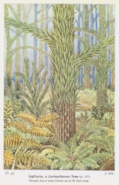 Sigillaria, bir Karbonifer Ağacı (renkli taş) by W. J. Stokoe