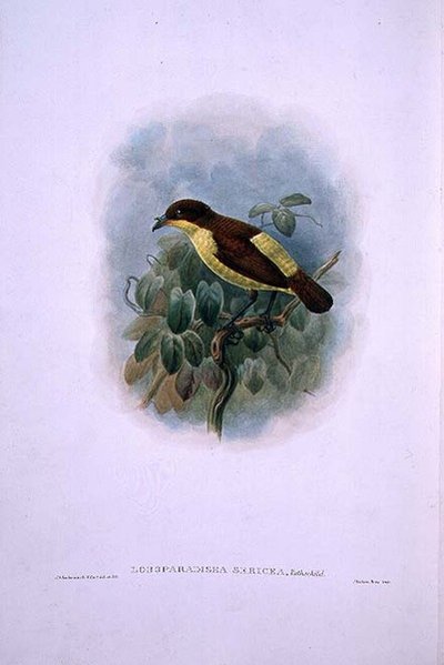 Loboparadisea serica, Su Gagalı Cennet Kuşu (renkli lito) by W. and Keulemans J.G. Hart