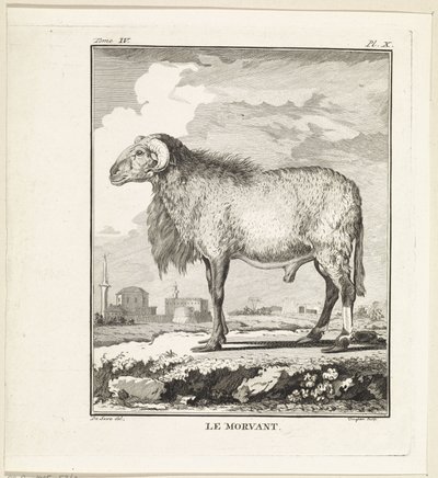 Ram Le Morvant (nesne üzerindeki başlık) by W. Tringham