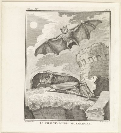 Vleermuizen Hırçın Yarasa (nesnedeki başlık) by W. Tringham