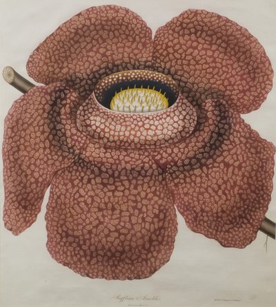 Rafflesia arnoldii çiçeği by Waldell