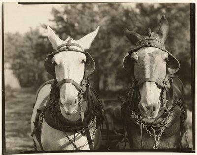 [Two Mules, Hale County, Alabama] by Walker Evans