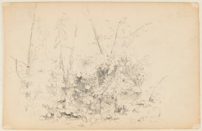 Yabani Bitkilerin Kroki by Walter Clark