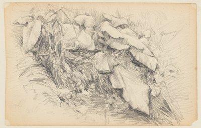 Çim ve Bitki Çalışması by Walter Clark