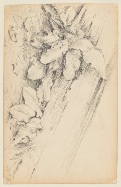 Bitkiler ve Çürük Ağaç Gövdesi Çalışması, 155. Cadde by Walter Clark