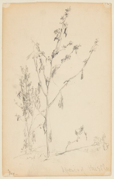 Devedikeni Çalışması by Walter Clark