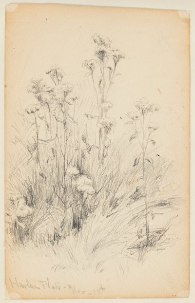 Thistles and Grass Çalışması, Harlem Flats by Walter Clark