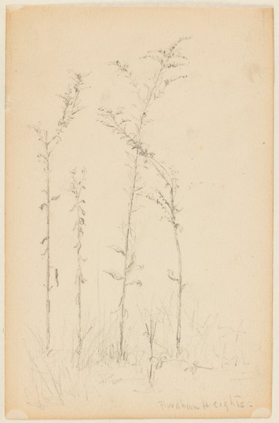 Yabani Bitkiler Çalışması, Fordham Heights by Walter Clark