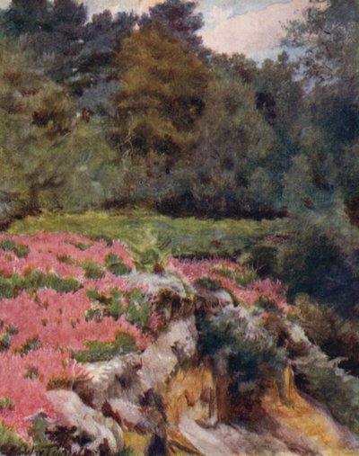 Yeni Orman: Royden