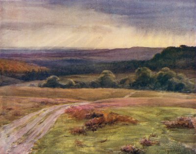 The New Forest: Boldrewood Walk, Puck Pitts, Fritham Road