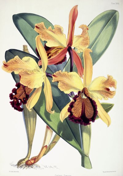 Cattleya Dowiana, c.1862-1877 by Walter Hood Fitch