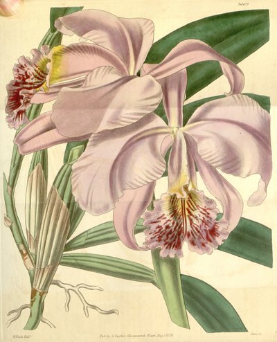 Cattleya yosunu by Walter Hood Fitch