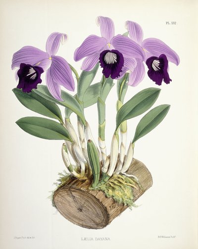 Laelia Dayana, c.1882-1897 by Walter Hood Fitch