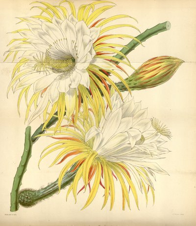 Selenicereus macdonaldiae by Walter Hood Fitch