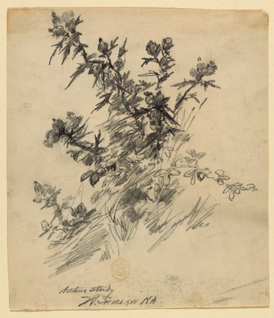 Doğa çalışması by Walter Shirlaw