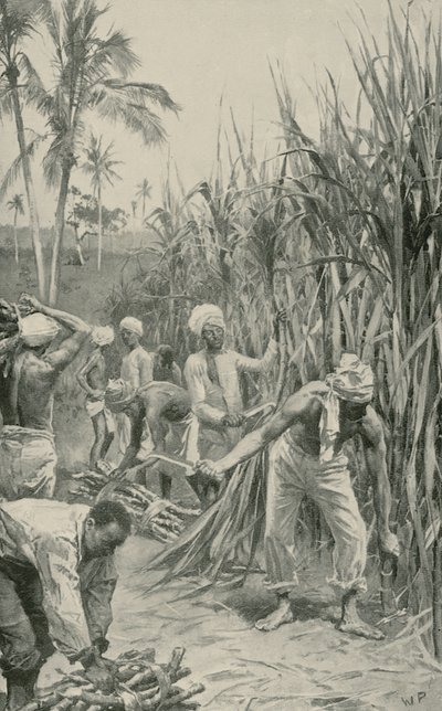 Trinidad Coolies at Work in a Cane-Field  by Walter Stanley Paget