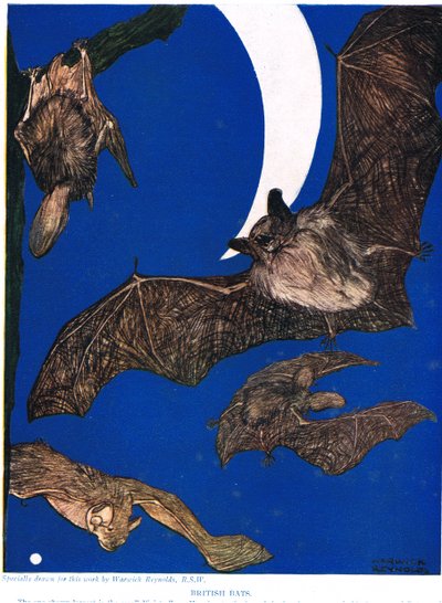 İngiliz Yarasaları, John Arthur Thompson
