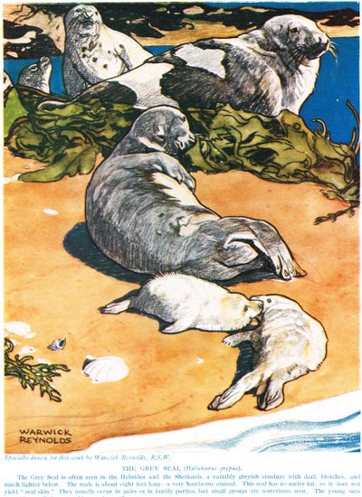 Gri Mühür, John Arthur Thompson'ın (1861-1933) 'Yeni Doğa Tarihi'nden bir çizim, GP Putnam's Sons tarafından yayınlanmış, 1926 by Warwick Reynolds