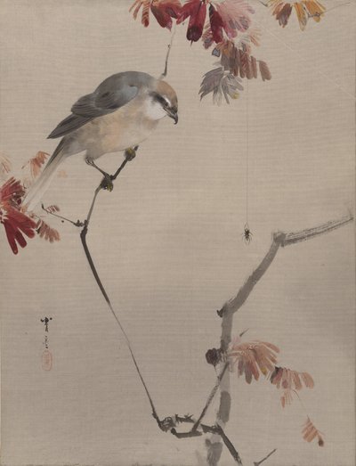 Dalda Kuş Gözlemci Örümcek, ca. 1887. by Watanabe Seitei