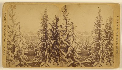  by Wellington O. Luke and Dansford Noble Wheeler