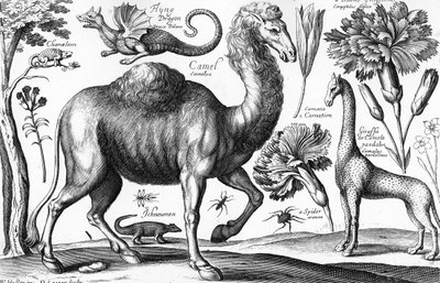 Hayvanlar, Vahşi ve Canavarlar, David Loggan tarafından oyulmuş by Wenceslaus (after) Hollar