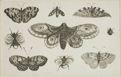 Güve, Kelebekler ve Arılar by Wenceslaus Hollar